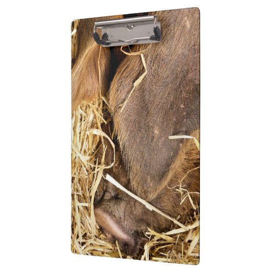 豚 クリップボード (左)