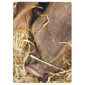 豚 クリップボード (裏面)