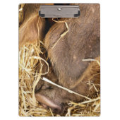 豚 クリップボード (正面)