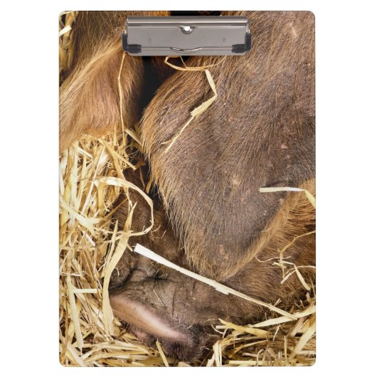 豚 クリップボード (正面)