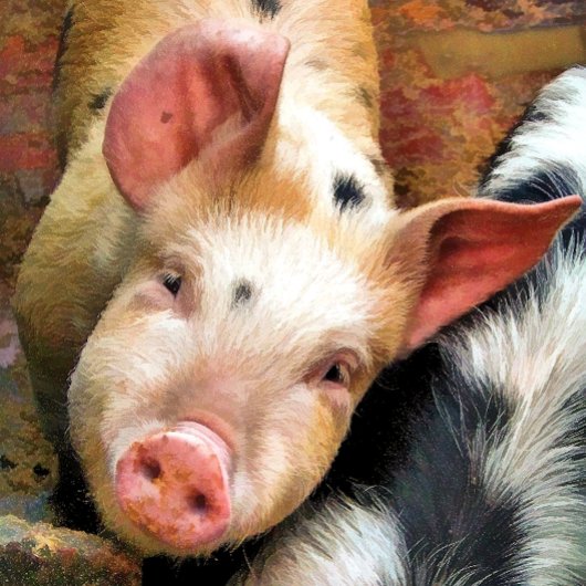 豚 ジグソーパズル