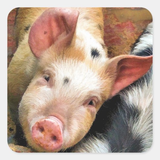 豚 スクエアシール (正面)
