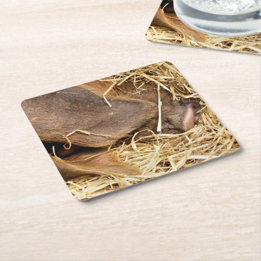 豚 スクエアペーパーコースター (アングル)