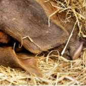 豚 スタンダードカクテルナプキン