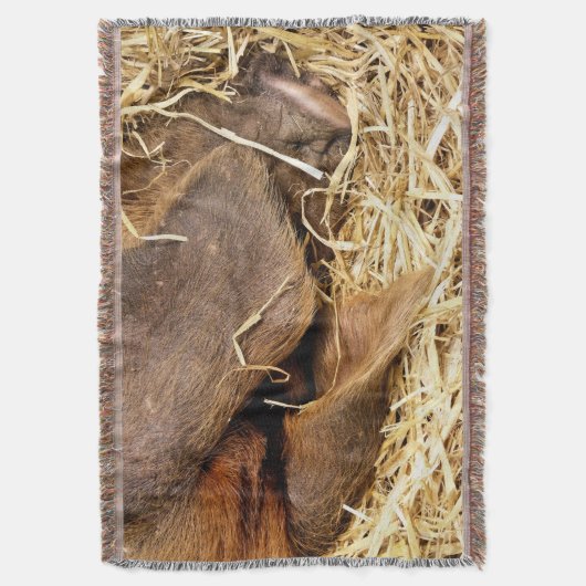 豚 スローブランケット (正面縦)
