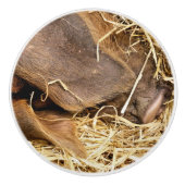 豚 セラミックノブ (正面)