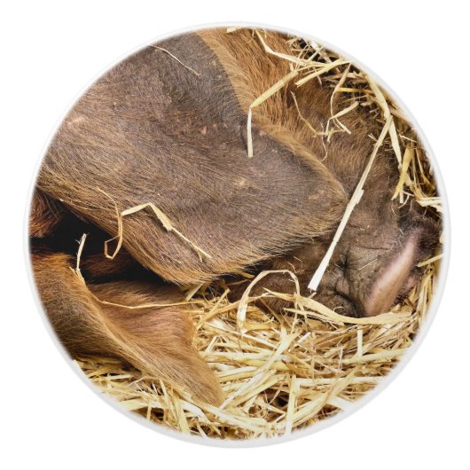 豚 セラミックノブ (正面)