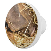 豚 セラミックノブ (右)