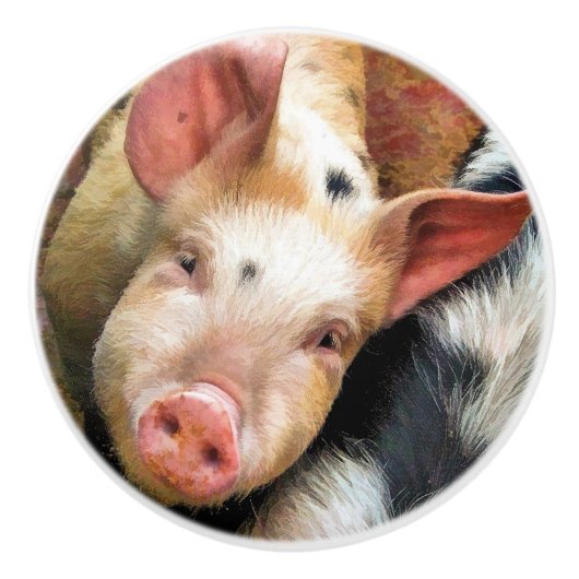 豚 セラミックノブ (正面)