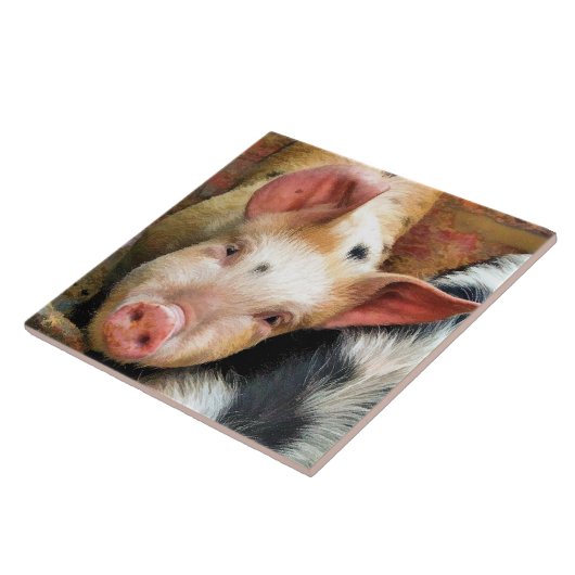 豚 タイル (側面)