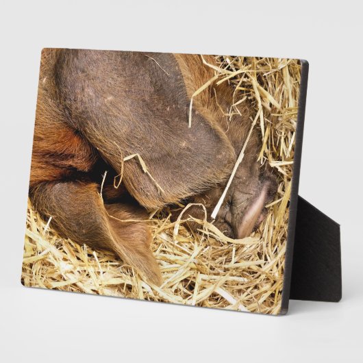 豚 フォトプラーク (側面)