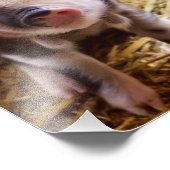 豚 フォトプリント            (角)