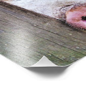 豚 フォトプリント            (角)