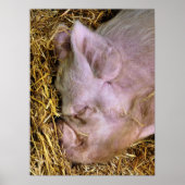 豚 ポスター (正面)