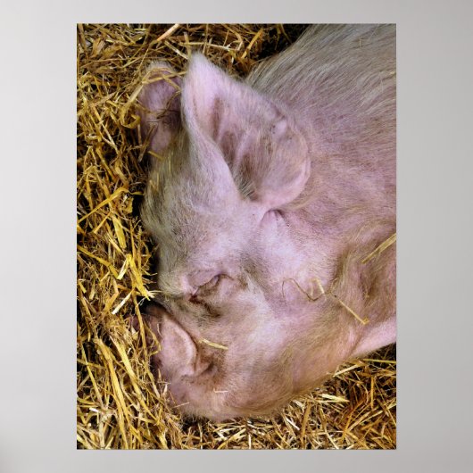 豚 ポスター (正面)