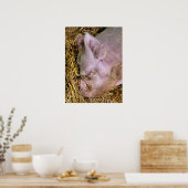 豚 ポスター (キッチン)