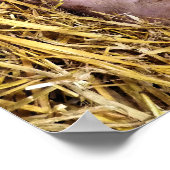 豚 ポスター (角)