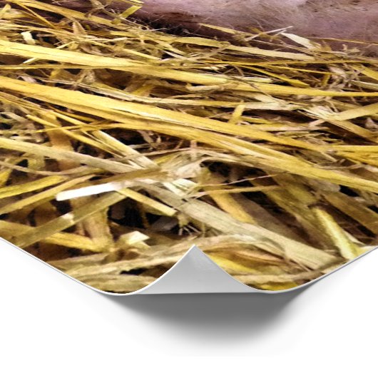 豚 ポスター (角)