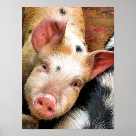 豚 ポスター (正面)