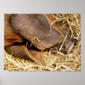 豚 ポスター (正面)