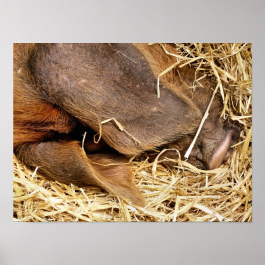 豚 ポスター (正面)