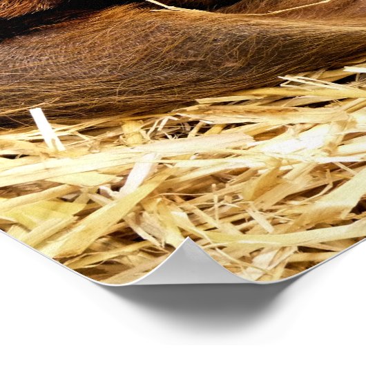 豚 ポスター (角)