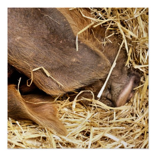 豚 ポスター (正面)