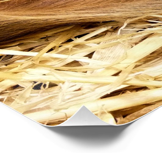 豚 ポスター (コーナー)