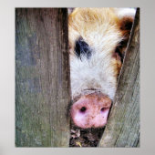 豚 ポスター (正面)