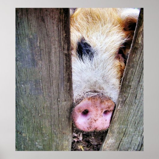 豚 ポスター (正面)