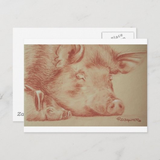 豚 ポストカード (正面/裏面)