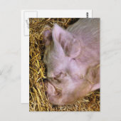 豚 ポストカード (正面/裏面)