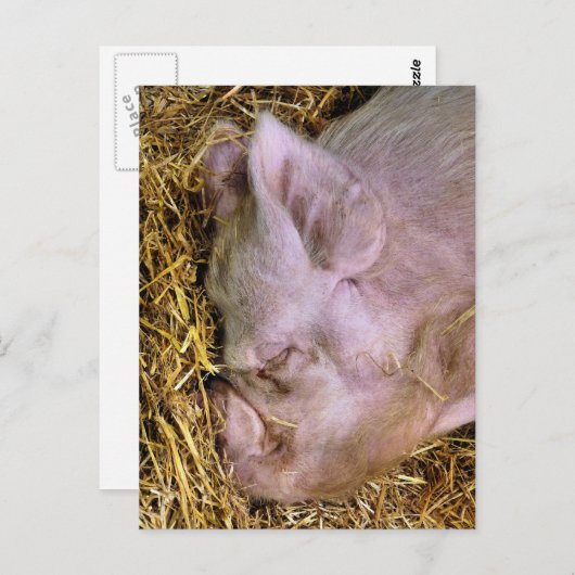 豚 ポストカード (正面/裏面)