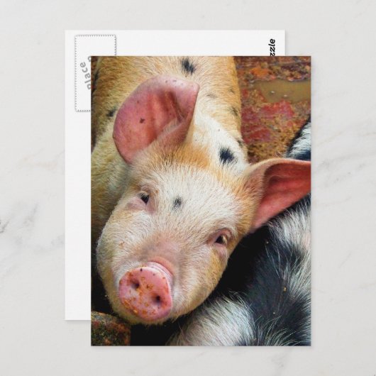 豚 ポストカード (正面/裏面)