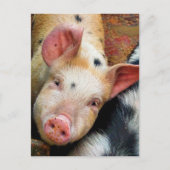 豚 ポストカード (正面)
