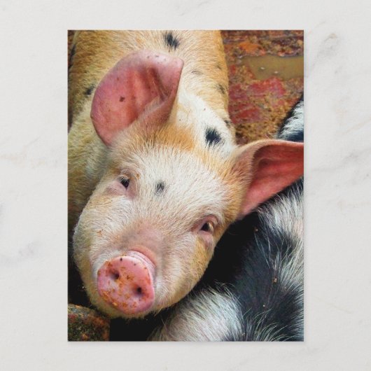 豚 ポストカード (正面)