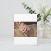 豚 ポストカード (スタンド正面)