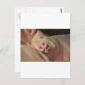 豚 ポストカード (正面/裏面)