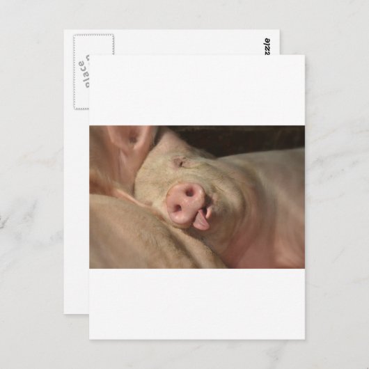 豚 ポストカード (正面/裏面)