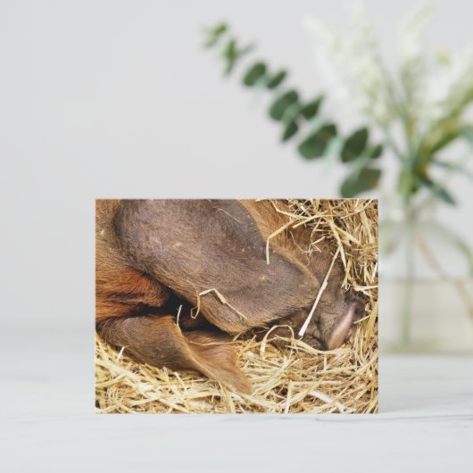 豚 ポストカード (スタンド正面)