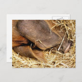 豚 ポストカード (正面/裏面)