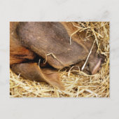 豚 ポストカード (正面)