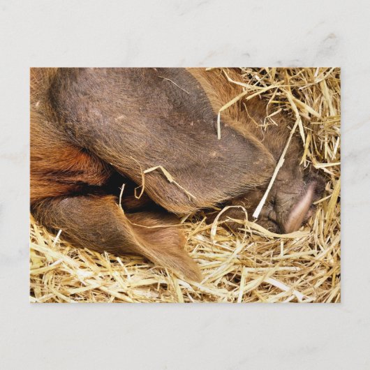 豚 ポストカード (正面)