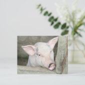 豚 ポストカード (スタンド正面)