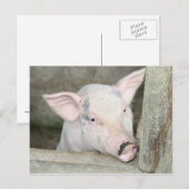 豚 ポストカード (正面/裏面)