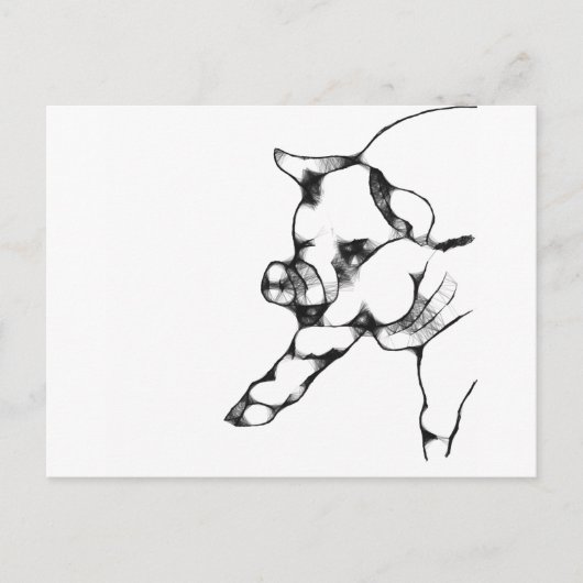 豚 ポストカード (正面)