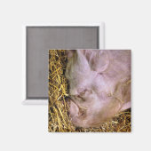 豚 マグネット (正面/裏面)