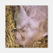 豚 マグネット (正面)