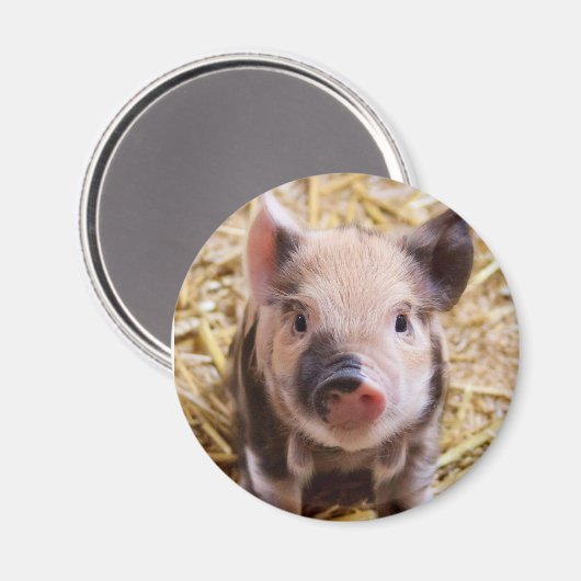 豚 マグネット (正面/裏面)