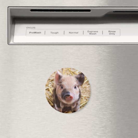 豚 マグネット (インサイチュ (食洗機))